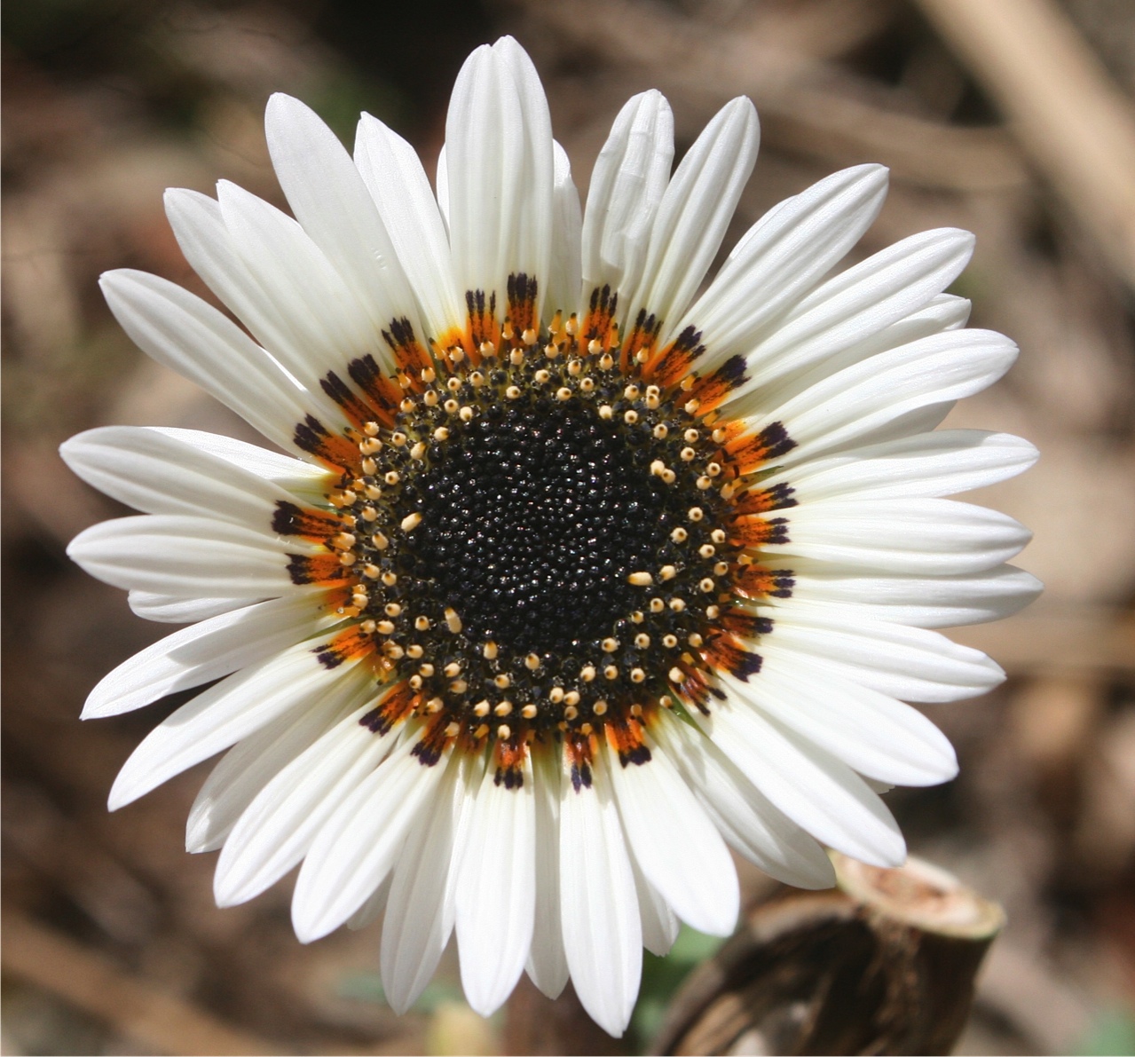 Photo by Ras Lumumba